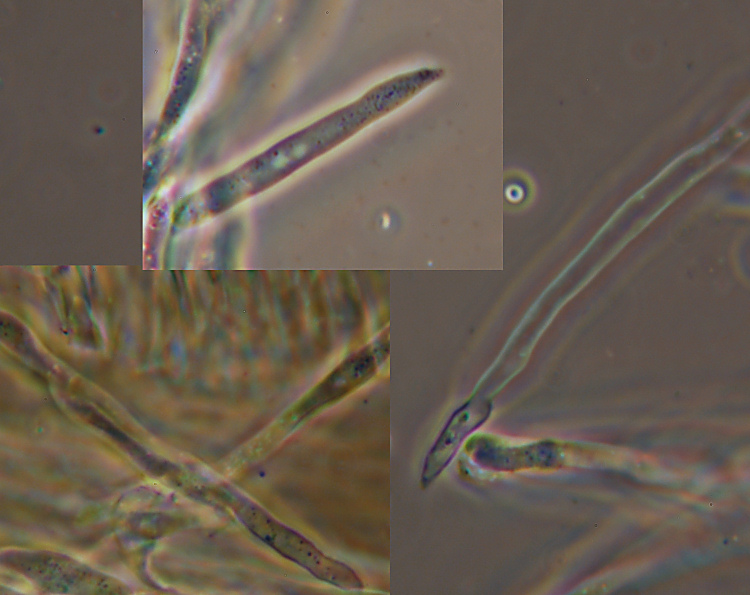 Probabile Stereum rugosum - foto 6656 (Stereum gausapatum)